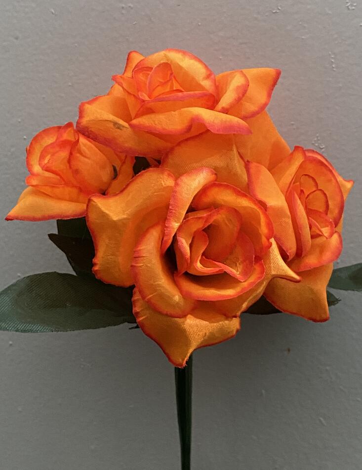 Роза острая зал-ка новая