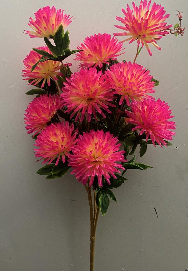 Астра Хризантема дерево