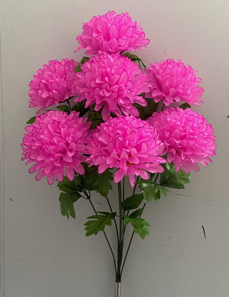 Хризантеиа баранчик високий 7 ка