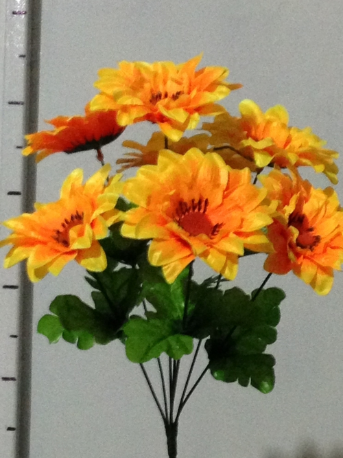 гербера -7 атлас