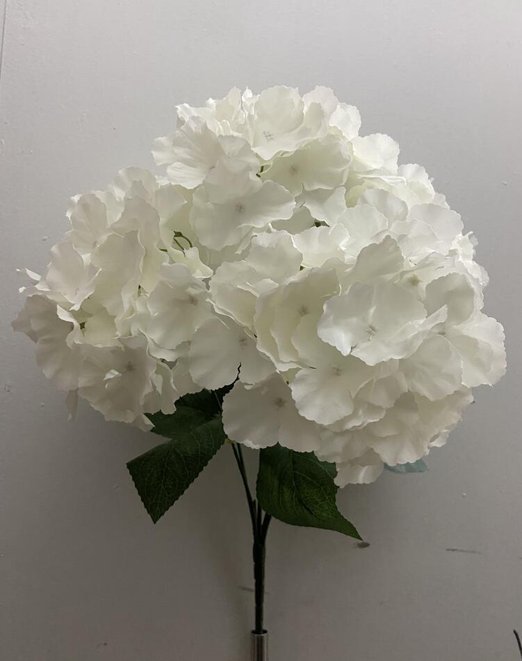 Гартензия натуральная кремова