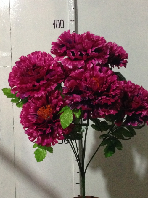 Гвоздика плоская большая