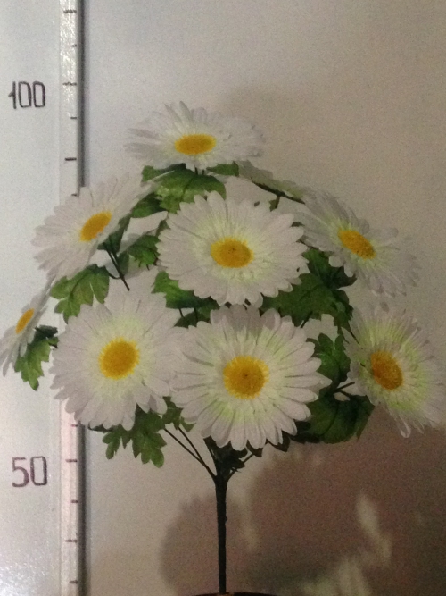 Ромашка крупная -12