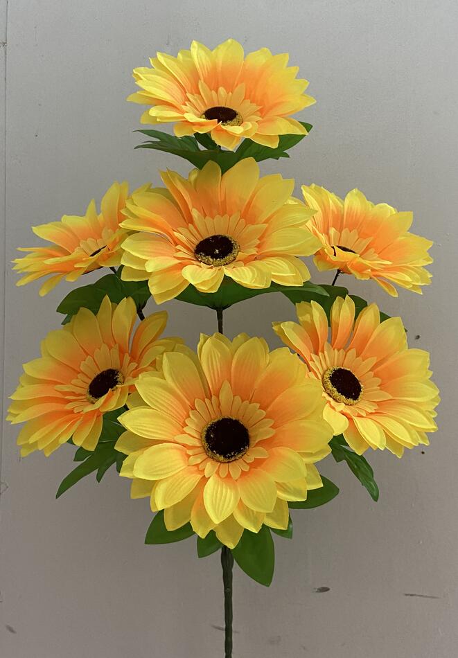 Подсолнух новий