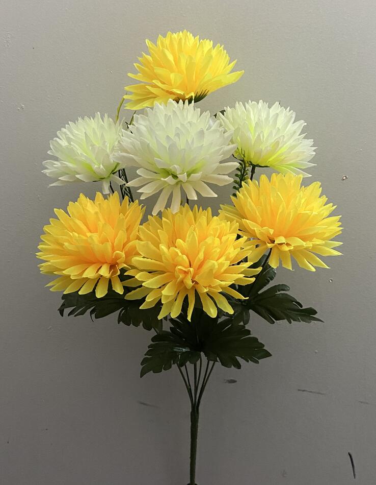 Хризантема двухцветная 7 ка