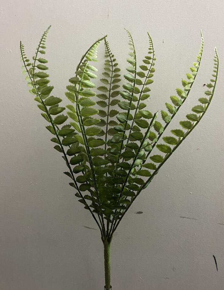 Папоротник 10