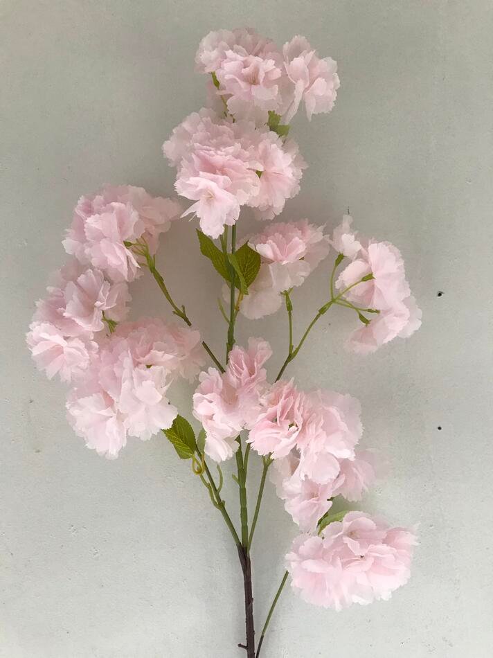 Сакура класса люкс