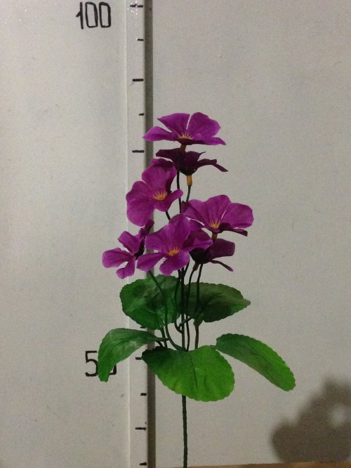 Фиалка зал-ка высокая