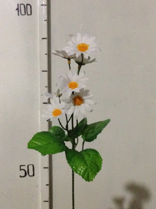 Ромашка зал-ка высокая