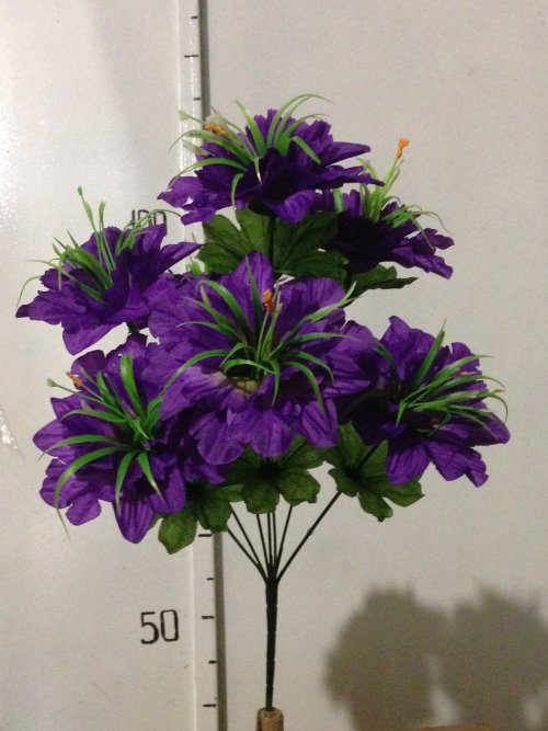 Мальва двойная новая