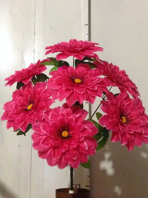 Георгина чонрні вії