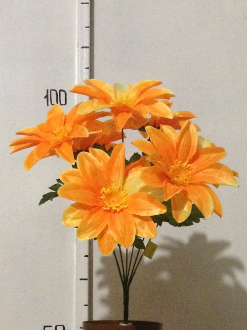 Крокус крупный - 7 атлас