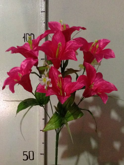 Лилия атласная - 7 ка