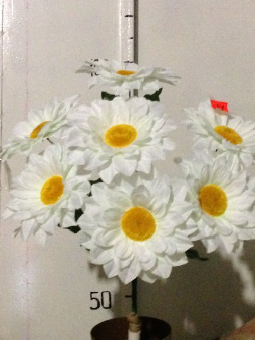 Георгина ромашка