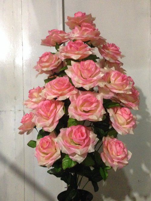 Роза острая гигант атласная - 28 ка