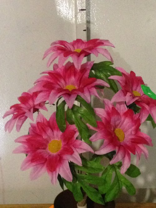 Астра с папаротником