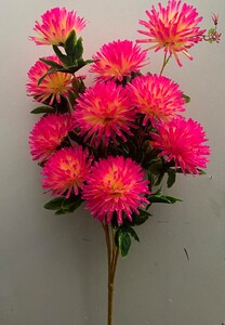 Астра Хризантема дерево