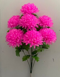 Хризантеиа баранчик високий 7 ка