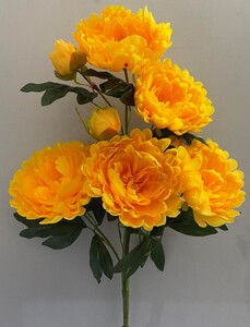 Пион дерево новон 5+2