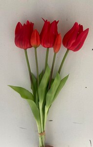 Тюльпан латексный не пресс