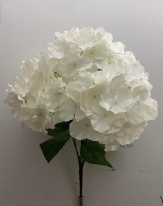 Гартензия натуральная кремова