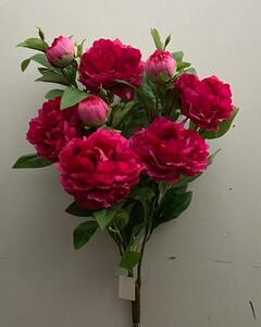 Пион дерево Д-250