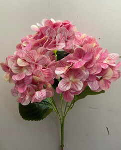 Гартензия латекс