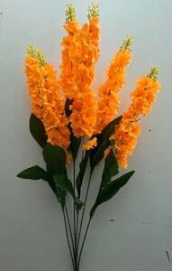 Люпин висок 6 ка