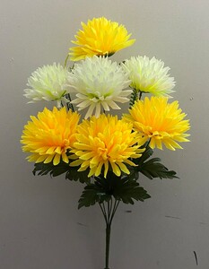 Хризантема двухцветная 7 ка